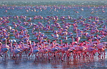 Lesser flamingos (Phoeniconaias minor) wading in saltwater lagoon, Salinas, Walvis Bay, Namibia