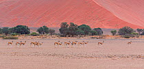 Springbok (Antidorcas marsupialis) herd walking in Namib Naukluft National Park, Namibia
