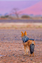 Black-backed jackal (Canis mesomelas) rear view of animal looking alert, Namib Naukluft National Park, Namibia