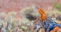 Black-backed jackal (Canis mesomelas) profile of animal looking alert, Namib Naukluft National Park, Namibia