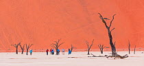 Tourists walking among ancient dead Camelthorn tree (Vachellia erioloba) in Deadvlei, Sossusvlei Salt Pan, Namib Naukluft National Park, Namibia