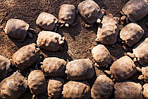 Giant tortoise (Geochelone sp) captive juveniles in breeding centre. Isabela Island, Galapagos, Ecuador. November.