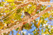 Finch in tree, Isla Santa Cruz, Galapagos, Ecuador, November.