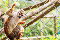 Squirrel monkey (Saimiri) holding fence, captive, Ecuador. November.