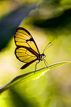 Glasswinged butterfly (Greta oto), Rumi Wilco Nature Reserve, Vilcabamba, Ecuador. November.