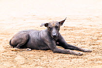 Domestic Blue hairless dog at Moche ruins, near Trujillo, Peru.