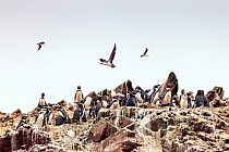 Humboldt Penguin (Spheniscus humboldti) and Peruvian booby (Sula variegata). Islas Ballestas, Paracas, Ica Region, Peru. November 2013.