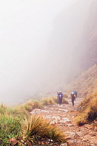 Porters climbing Dead Woman's Pass, Inca Trail, Peru. December 2013.