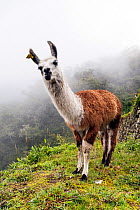 Llama (Lama glama) in Andes Mountains, Inca Trail, Peru. December 2013.