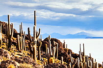 Cactus on the coast of Fish Island, Salar de Uyuni salt flats, Atacama Desert, Bolivia. December 2013.