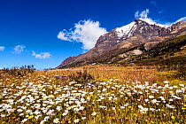 Daisies in Torres del Paine National Park, W Trek, Patagonia, Chile. January 2014.
