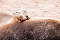 Head portrait of Galapagos sealion (Zalophus californianus wollebaeki) young resting on mother. San Cristobal, Galapagos. Ecuador, November. (This image may be licensed either as rights managed or roy...