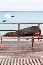 Galapagos sealion (Zalophus californianus wollebaeki) lying on bench. San Cristobal, Galapagos. Ecuador, November.