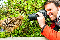 Man photographing female Golden pheasant (Chrysolophus pictus) on bench in Tresco Abbey Gardens, Isles of Scilly, England. May 2013. Model released.
