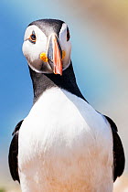 Portrait of Puffin (Fratercula arctica), Skomer Island, Pembrokeshire, Wales. July. (This image may be licensed either as rights managed or royalty free.)