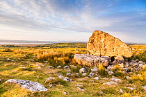 Arthur's Stone in evening light, Cefn Bryn, Gower Area Of Natural Beauty (AONB), Wales. June 2013.