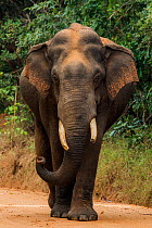 Sri Lankan elephant (Elephas maximus maximus) walking, Yala National Park, Southern Province, Sri Lanka.