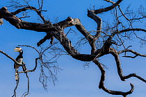 Malabar pied  hornbill (Anthracoceros coronatus) perched on a branch. Yala National Park, Southern Province, Sri Lanka