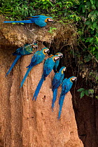Blue and yellow macaws (Ara ararauna) at claylick close to the Tambopata river, Tambopata Reserve, Madre de Dios, Peru.