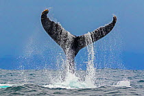 Humpback whale (Megaptera novaeangliae) fluke above the water as it dives, Machalilla National Park, Manabi, Ecuador.