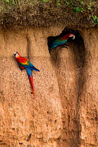 Scarlet macaw (Ara macao) and Red and green macaw (Ara chloroptera) eating clay close to the Tambopata river,  Tambopata Reserve, Madre de Dios, Peru.