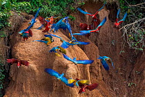 Scarlet macaws (Ara macao) and Blue and yellow macaws eating clay close to the Tambopata river. Tambopata Reserve, Madre de Dios, Peru.