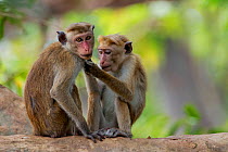 Toque macaques (Macaca sinica) allogrooming, Yala National Park, Southern Province, Sri Lanka.