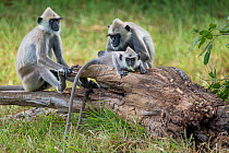 Tufted grey langur (Semnopithecus priam) grooming juvenile which is feeding on leaf, Yala National Park, Southern Province, Sri Lanka