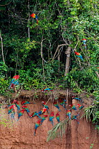Scarlet macaws (Ara macao) and Red and green macaws (Ara chloroptera) at  clay lick  close to the Tambopata river. Tambopata Reserve, Madre de Dios, Peru.