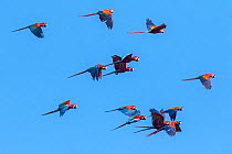 Scarlet macaws (Ara macao) and Red and green macaws (Ara chloroptera) flying over the Amazon at noon. Tambopata Reserve, Madre de Dios, Peru.