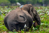 Sri Lankan Elephant (Elephas maximus maximus) feeding in wetland, Yala National Park, Southern Province, Sri Lanka
