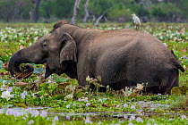 Sri Lankan Elephant (Elephas maximus maximus) feeding  in wetlands, Yala National Park, Southern Province, Sri Lanka
