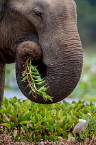 Sri Lankan elephant (Elephas maximus maximus) feeding, Yala National Park, Southern Province, Sri Lanka.