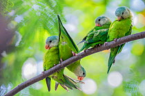 Grey-cheeked parakeets (Brotogeris pyrrhoptera) perched and grooming on a branch. Guayaquil, Guayas, Ecuador.