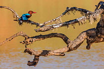 White-throated kingfisher (Halcyon smyrnensis) Yala National Park, Southern Province, Sri Lanka.