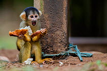 Common squirrel monkey (Saimiri sciureus) baby, illegally taken from the wild and kept  tied up as a pet in an indigenous community in the Peruvian Amazon.  Tambopata Reserve, Madre de Dios, Peru.Marc...
