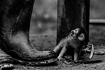 Common squirrel monkey (Saimiri sciureus) baby, illegally taken from the wild and kept on a short rope, as a pet in an indigenous community in the Peruvian Amazon. Tambopata Reserve, Madre de Dios, Pe...