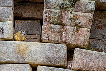 Northern viscacha (Lagidium peruanum) sitting on the walls of Machu Picchu, Urubamba , Peru.