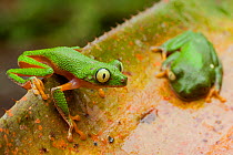 Amazon leaf frogs (Agalychnis hulli) perched on a bromeliad. Arajuno, Pastaza, Ecuador.