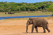 Sri Lankan elephant (Elephas maximus maximus) walking, Yala National Park, Southern Province, Sri Lanka.