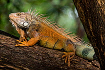 Green iguana (Iguana iguana) perched on a branch in a city park. Guayaquil, Guayas, Ecuador.