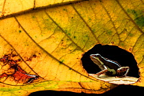 Anthony's poison-frog (Epipedobates anthonyi) seen through hole in leaf. Buenaventura Reserve, El Oro, Ecuador.