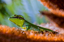 Black-lipped lizard (Calotes nigrilabris) Horton Plains National Park, Central Province, Sri Lanka.