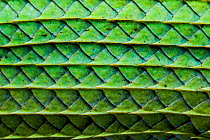 Close-up of the Green garden lizard (Calotes calotes) scales on the abdomen. Captive, Sinharaja, Southern Province, Sri Lanka.