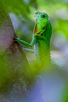 Hump-nosed lizard (Lyriocephalus scutatus)  on a branch. Sinharaja, Southern Province, Sri Lanka