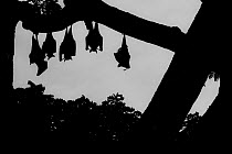 Indian flying foxes (Pteropus giganteus) roosting in  tree,Yala National Park, Southern Province, Sri Lanka.