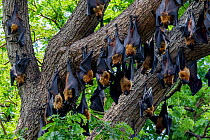 Indian flying foxes (Pteropus giganteus) roosting in tree, Yala National Park, Southern Province, Sri Lanka