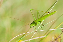 Sickle-bearing bush-cricket (Phaneroptera falcata), Bavaria, Germany, July.