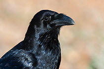 Raven (Corvus corax), portrait, Fuerteventura, Canary Islands, Spain, December.