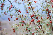 Russian Olive / Silverberry (Elaeagnus angustifolia) with edible fruits, near Yerevan, Armenia